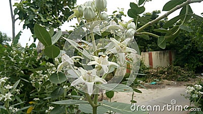 Rare white crown flower in Indian village Stock Photo
